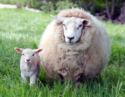 Купить подушки из овечьей шерсти в Балашихе